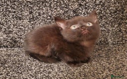 Mixed Breed cats for sale: 4 CUTE KITTENS FOR SALE! - Image 5