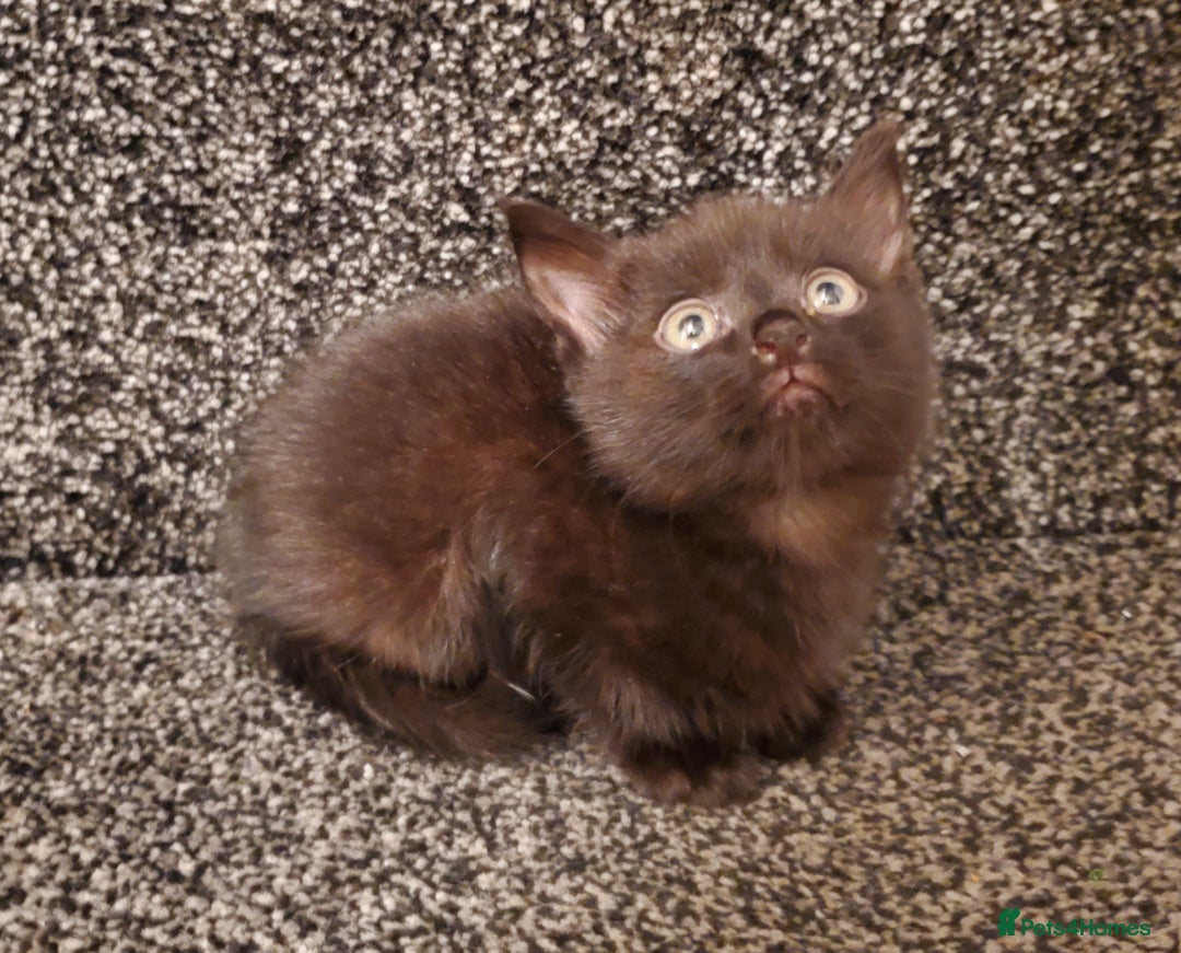 Mixed Breed cats for sale: 4 CUTE KITTENS FOR SALE! - Image 5