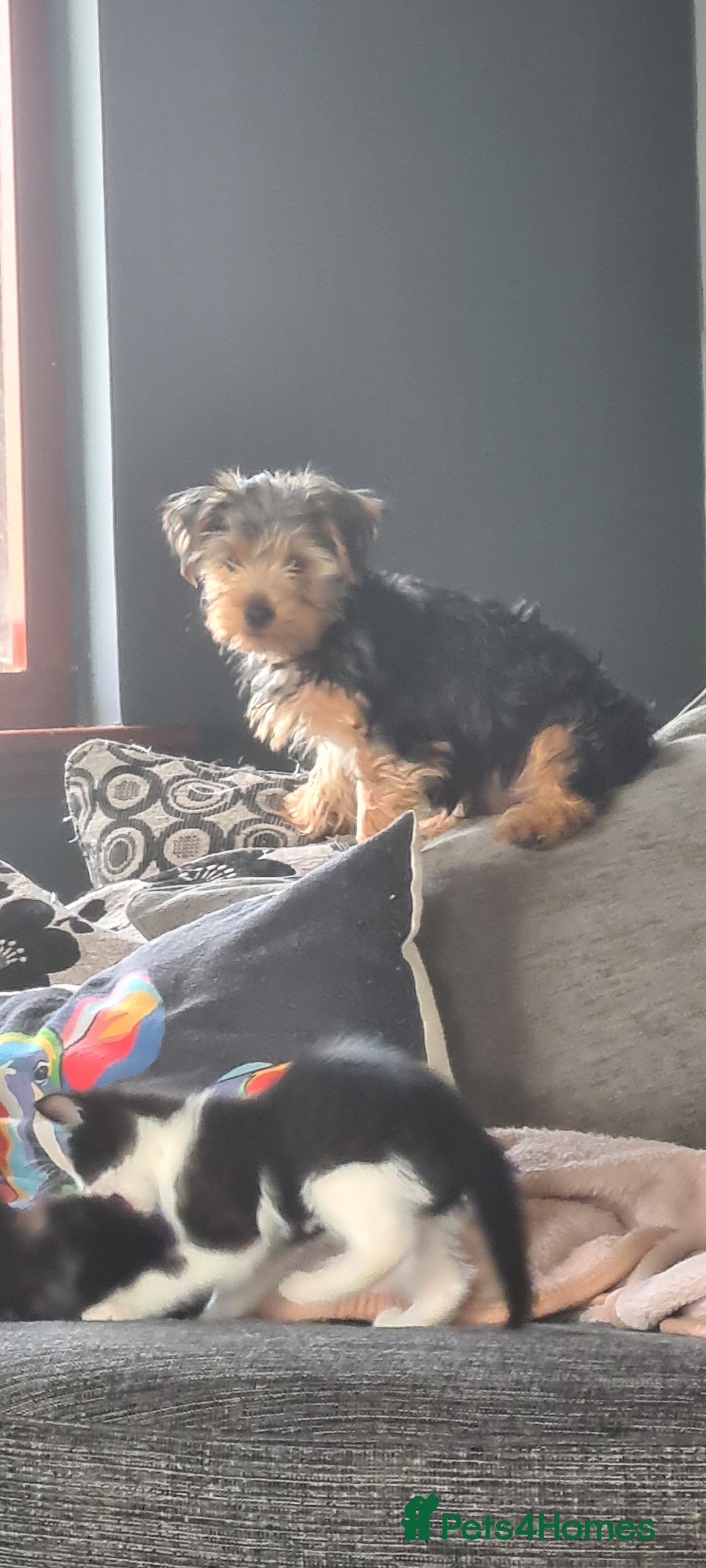 Yorkshire Terrier dogs for sale: Beautiful natured Yorkshire Terrier - Image 16