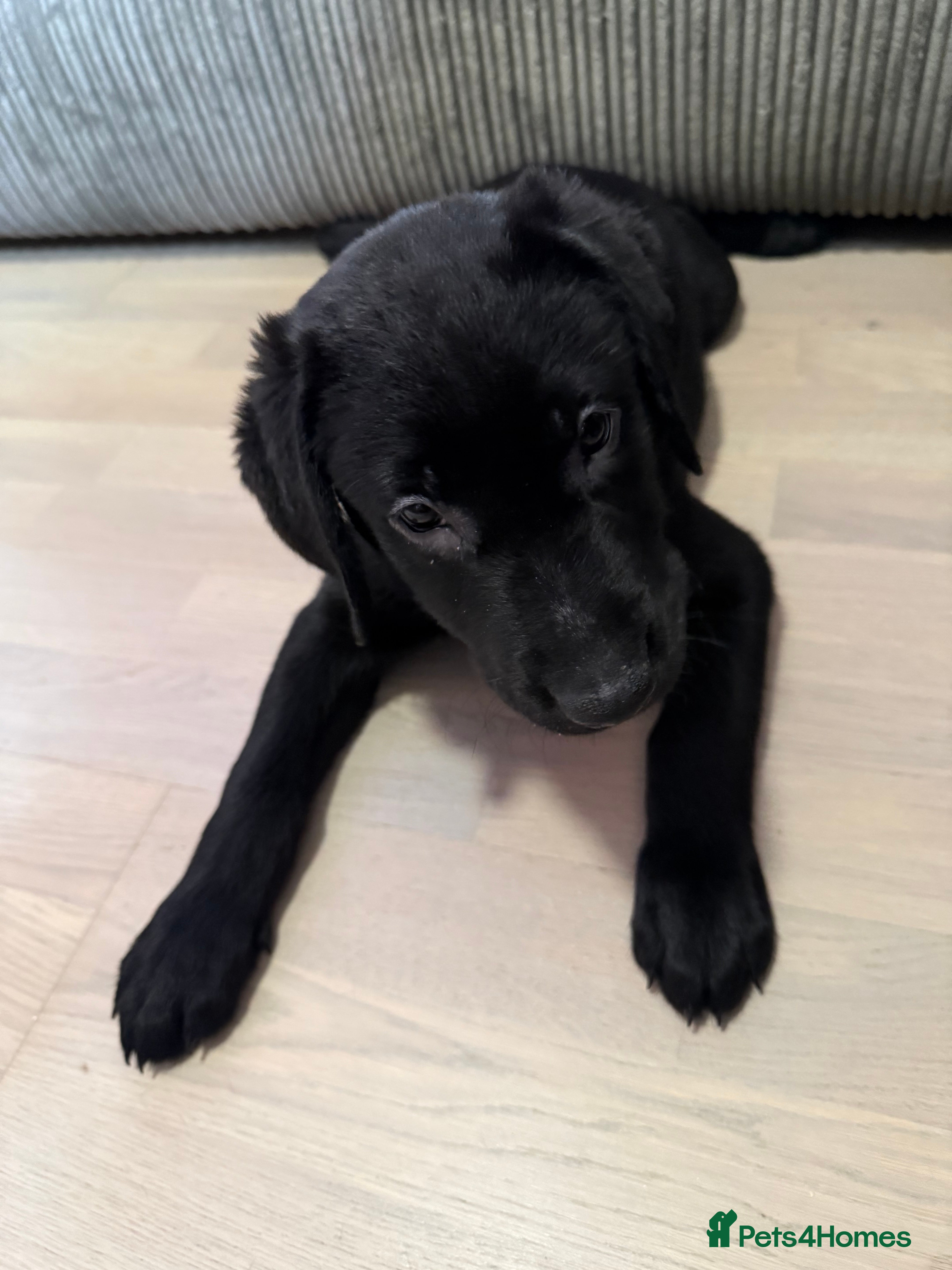 Labrador Retriever dogs Stunning litter of pure bred black Labrador pups  - Advert 5