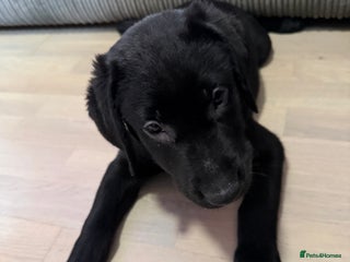 Labrador Retriever dogs Stunning litter of pure bred black Labrador pups - Advert 4