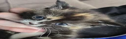Mixed Breed cats for sale: Stunning tortie girls - Advert 9