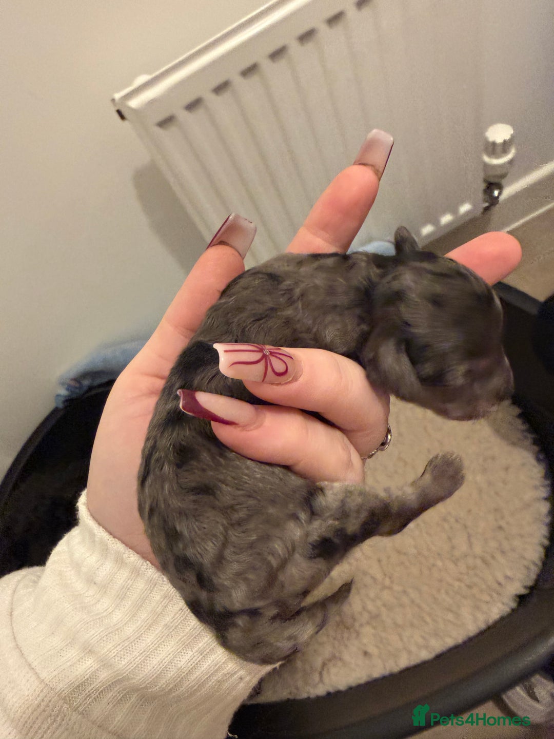 Poochon dogs for sale: 5 stunning poochon puppies with rare colourings  - Advert 13