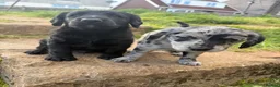 Labradoodle dogs for sale: Quality F1 miniature merle labradoodles  - Advert 15