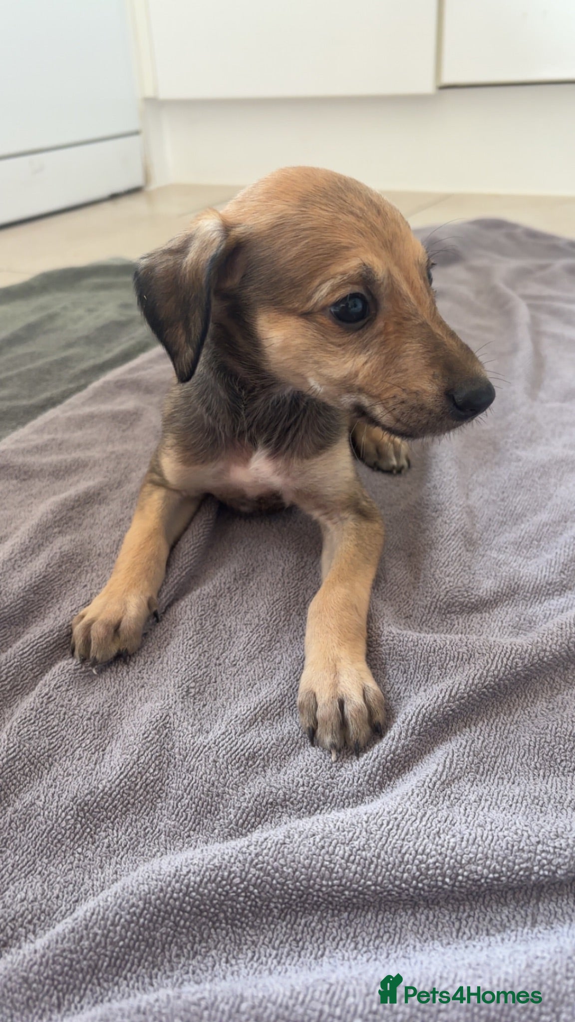 Mixed Breed dogs 5 saluki grayhound pups ready to go  - Advert 1
