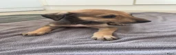 Mixed Breed dogs for sale: 5 saluki grayhound pups ready to go  - Advert 1