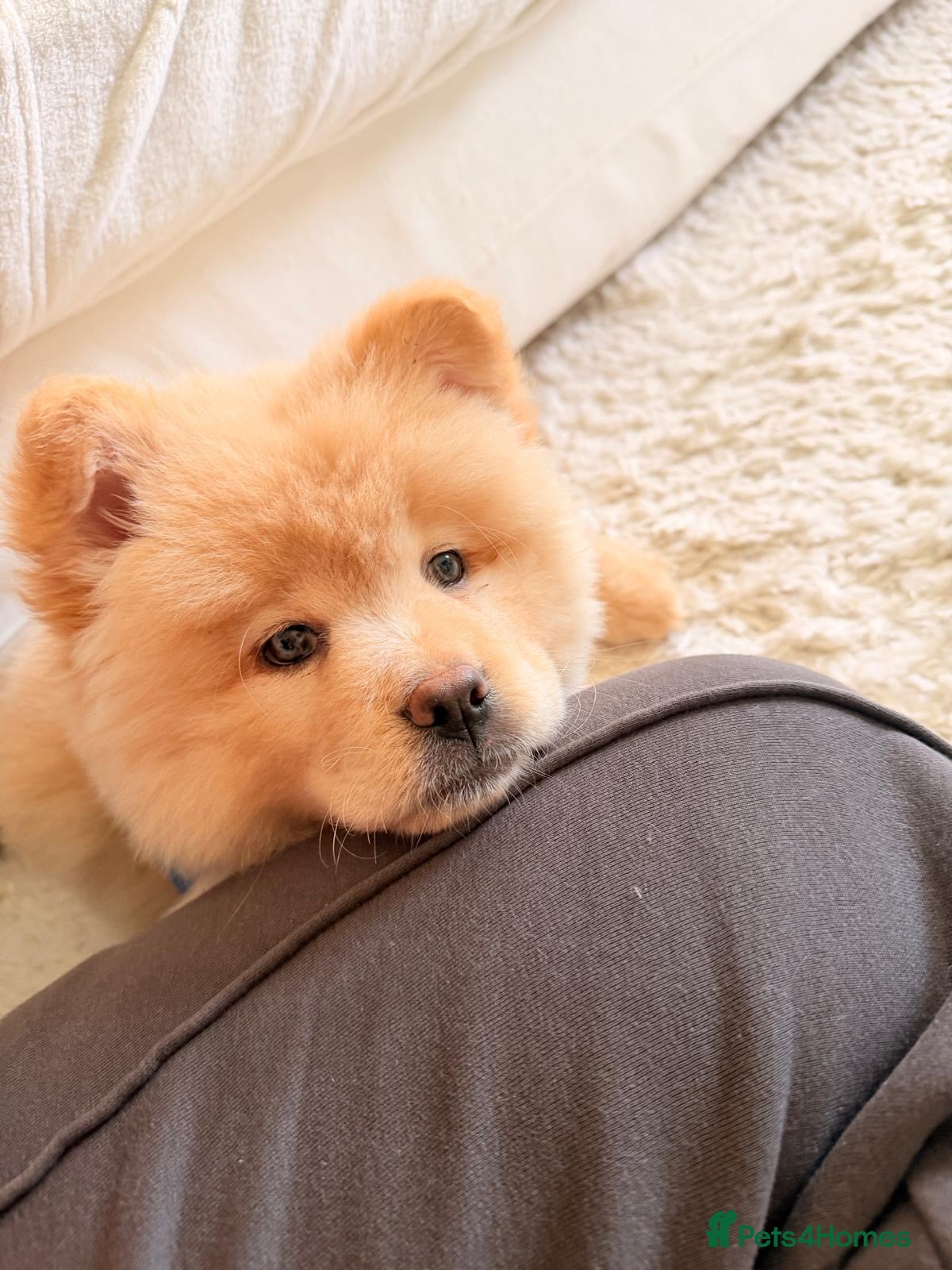 Mixed Breed dogs Stunning Chowsky puppy  - Advert 3