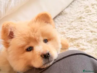 Mixed Breed dogs Stunning Chowsky puppy - Advert 3