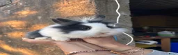 Mixed Breed rabbits for sale: Lion head cross in Bury - Advert 4