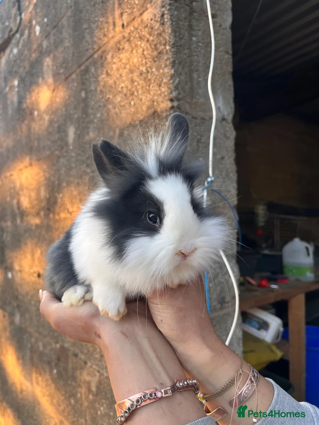 Mixed Breed rabbits for sale: Lion head cross in Bury - Advert 4