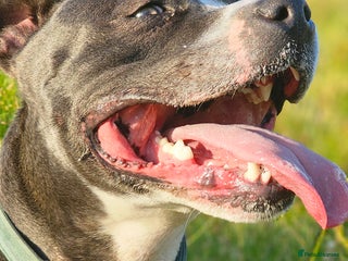 Staffordshire Bull Terrier dogs Stud wanted for our lovely girl - Advert 5