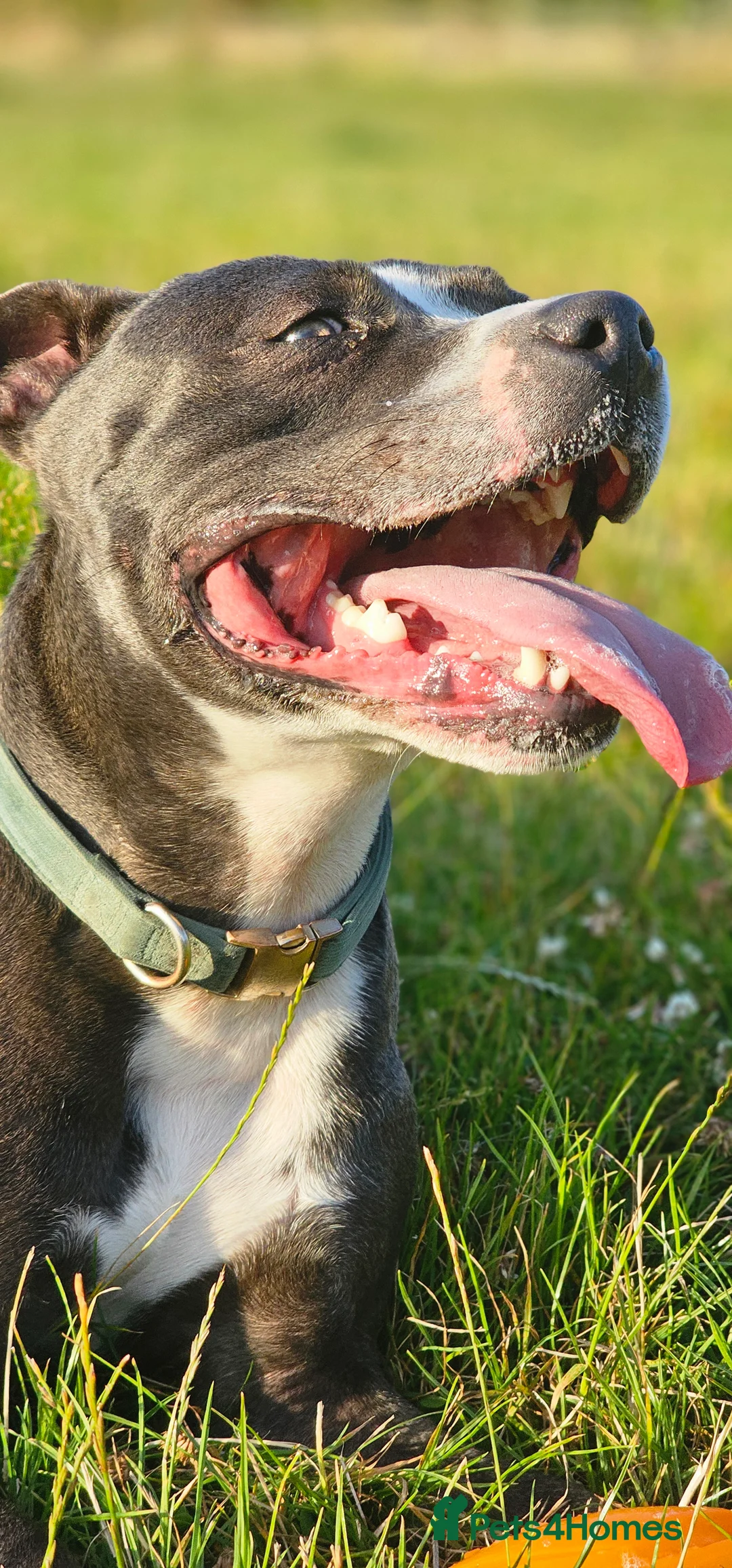 Staffordshire Bull Terrier dogs for stud: Stud wanted for our lovely girl - Advert 1