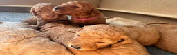 Mixed Breed dogs for sale: Adorable Australian Labradoodle puppies - Advert 17