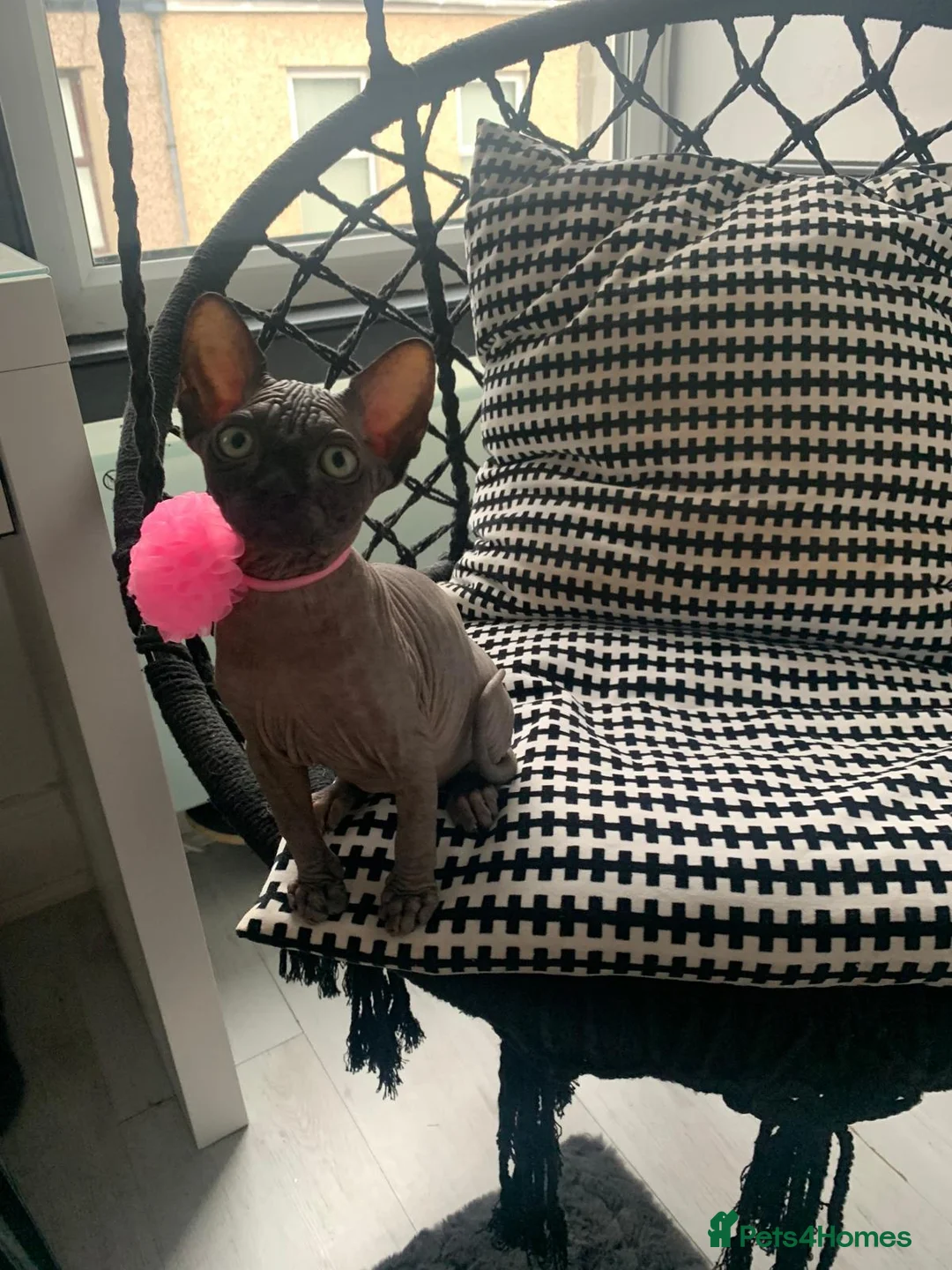 Sphynx cats for sale: 4 years old beautiful girl.  - Advert 12
