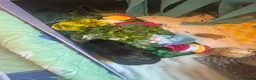 Guinea Pig rodents for sale: male guinea pig for rehoming in Southampton - Advert 3