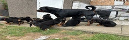Rottweiler dogs for sale: *** Pedigree Rottweilers due 4th dec*** - Advert 15