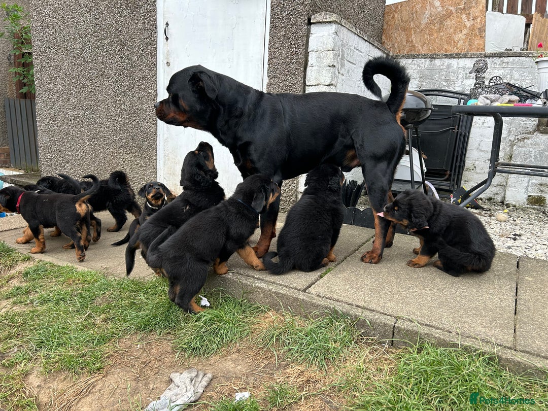 Rottweiler dogs for sale: *** Pedigree Rottweilers due 4th dec*** - Advert 15