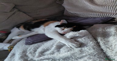 Mixed Breed cats - Advert 16