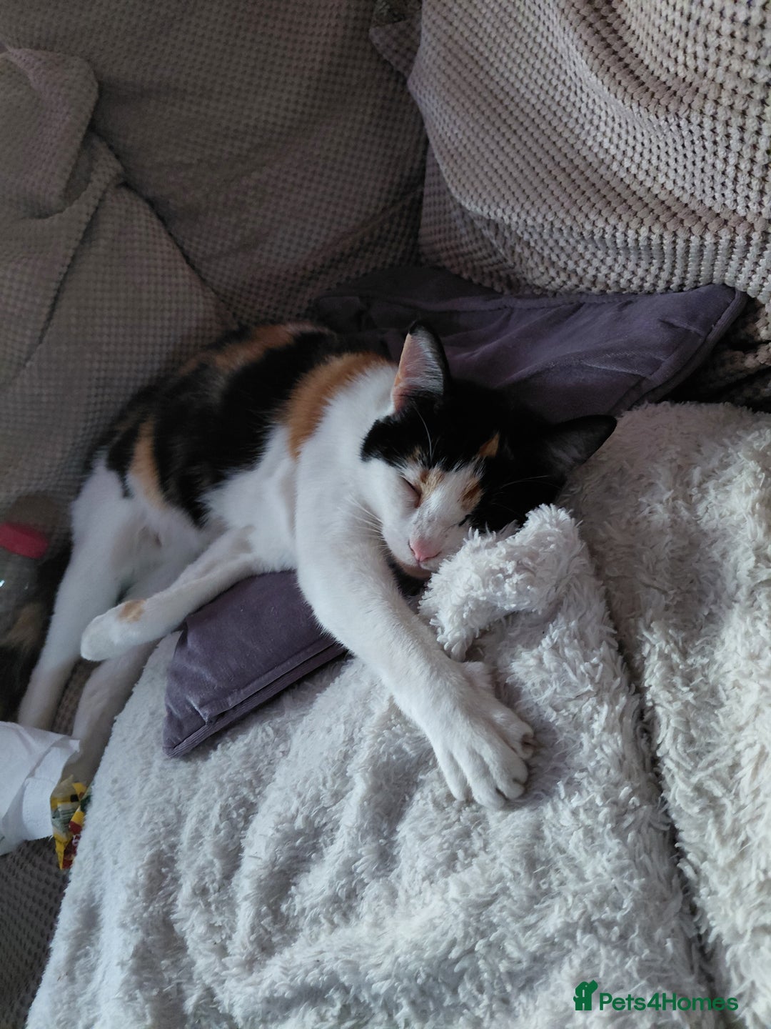 Mixed Breed cats for sale: 2 female kittens - Image 3