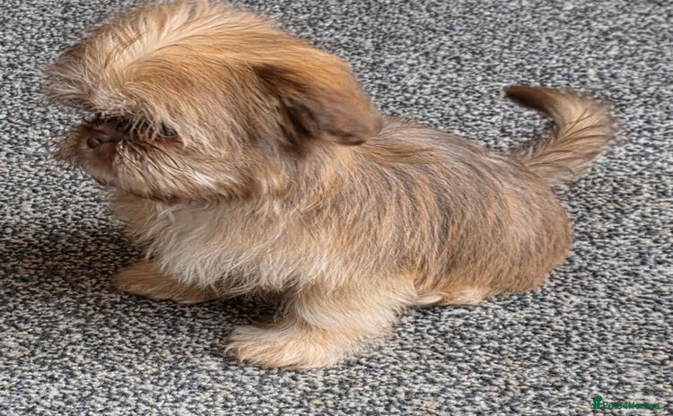 Shih Tzu dogs Fully vaccinat smalltiny Rare Brindle Imp Shih Tzu - Advert 2