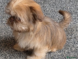 Shih Tzu dogs Fully vaccinat smalltiny Rare Brindle Imp Shih Tzu - Advert 17