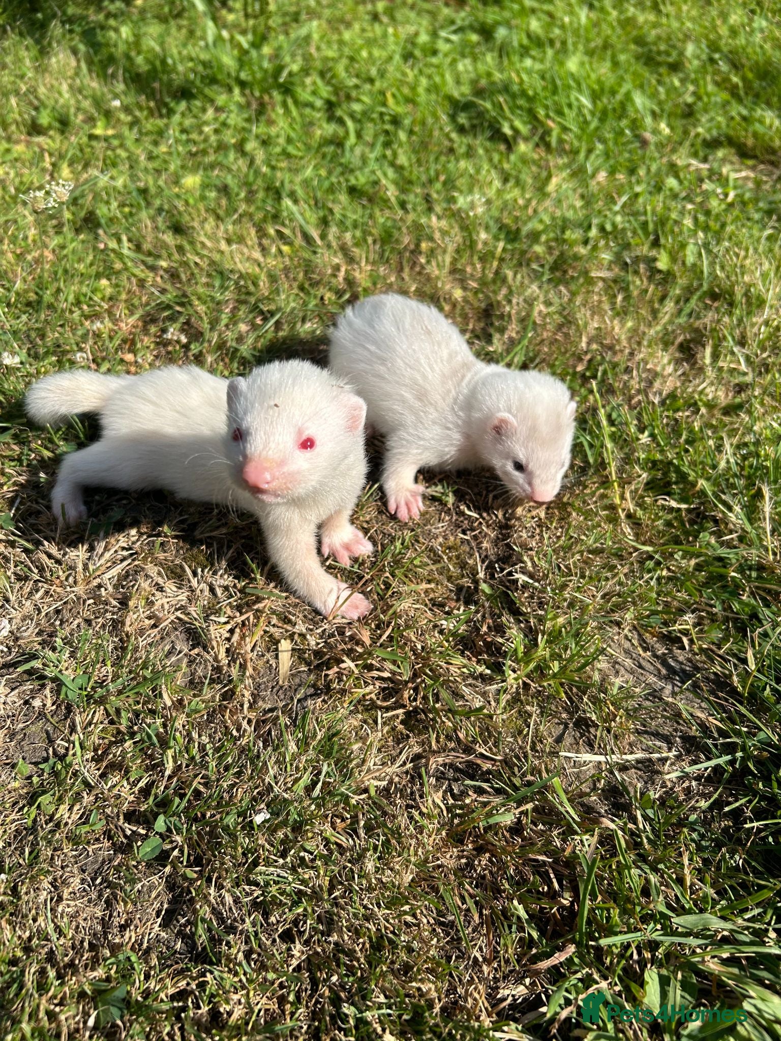 Ferret rodents FERRETS - Advert 18