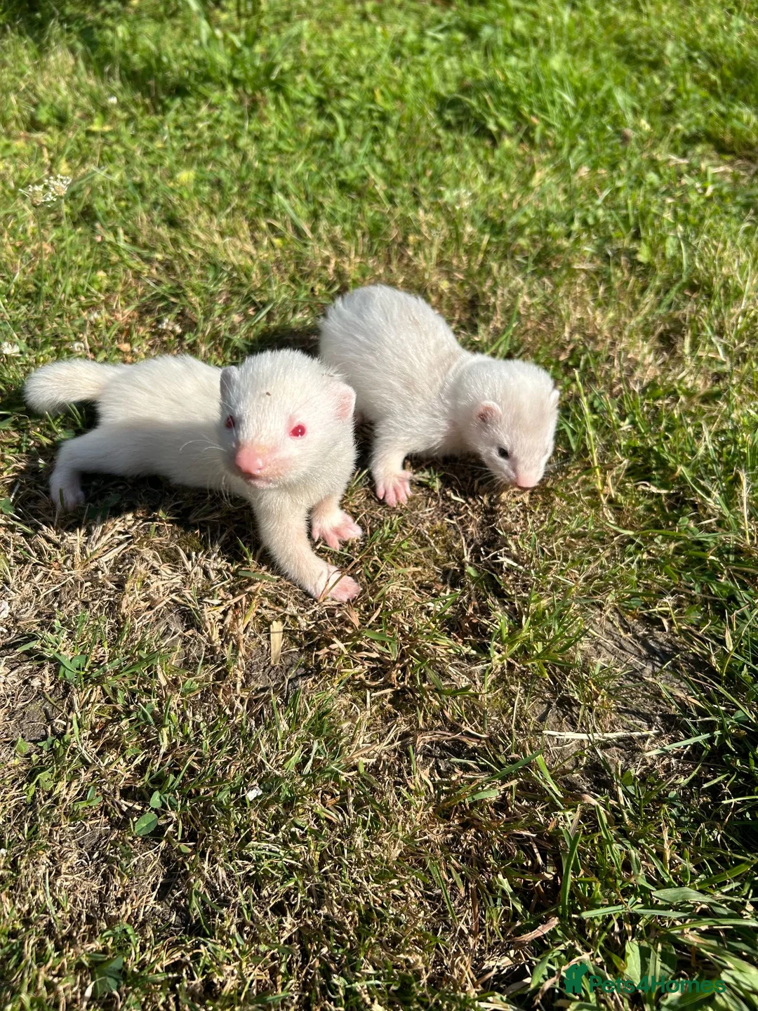 Ferret rodents for sale: FERRETS - Advert 1