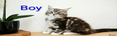 Maine Coon Kitten 1