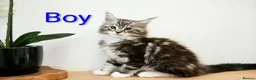Maine Coon cats for sale: Maine coon kittens available  - Advert 9