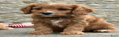 Cavapoo Puppy 6 reserved