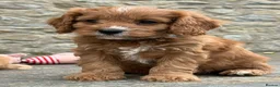 Cavapoo dogs for sale: Fox red&  dark peach cavapoo’s reared with love. - Advert 10