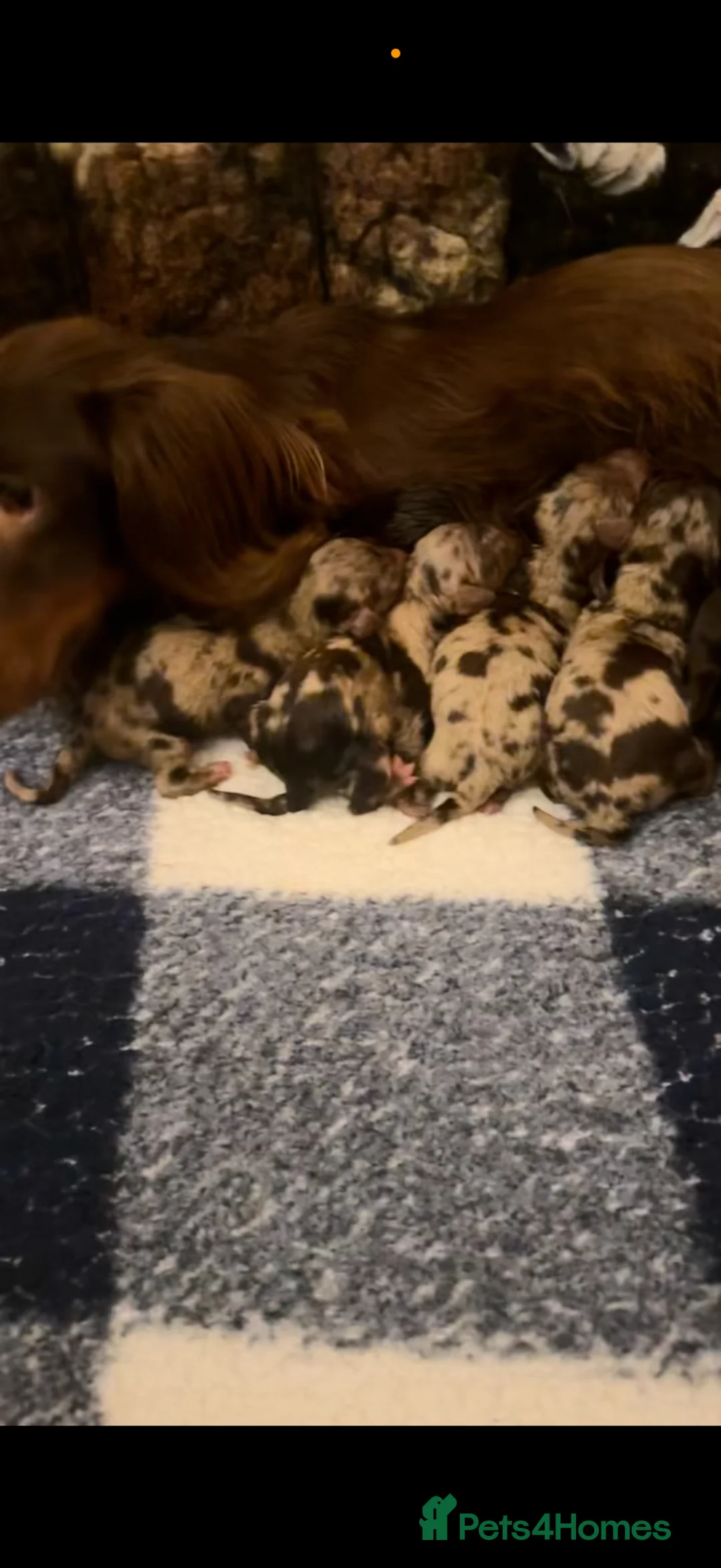 Miniature Dachshund dogs for sale: KC long haired dachshunds - Advert 5