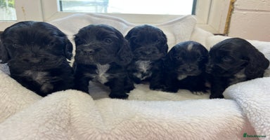 Cocker Spaniel dogs - Advert 13