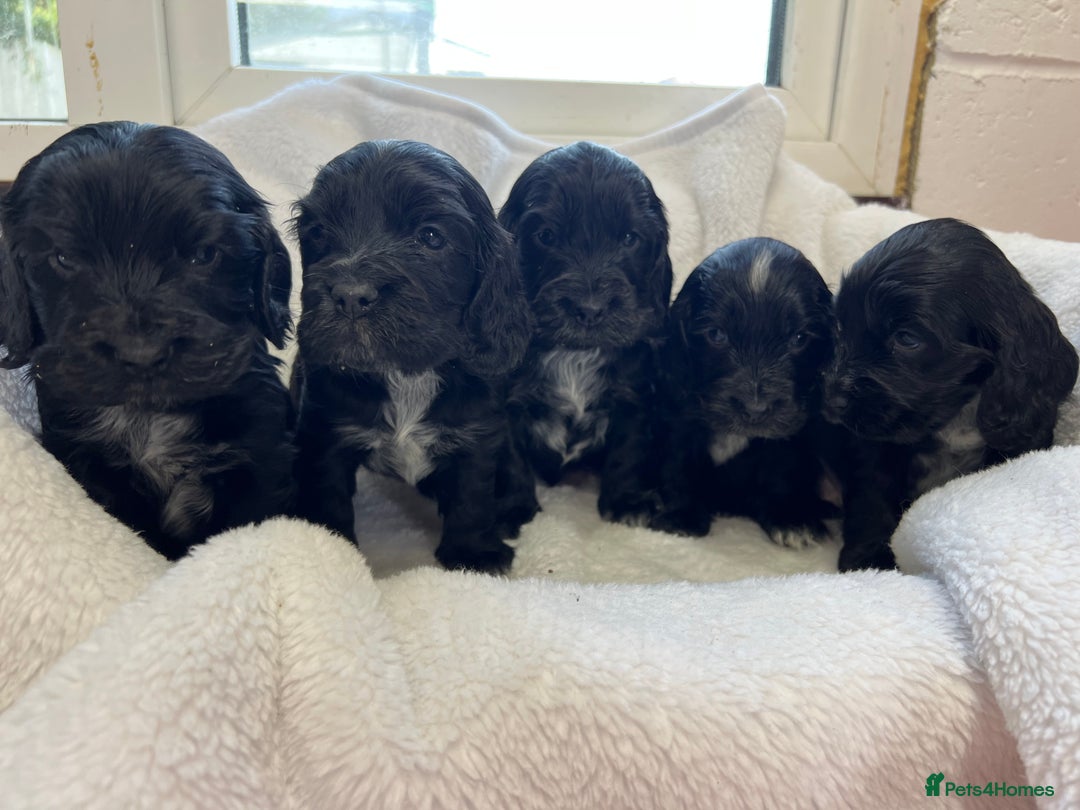 Cocker Spaniel dogs for sale: Kc registered Show cocker spaniel  - Image 3