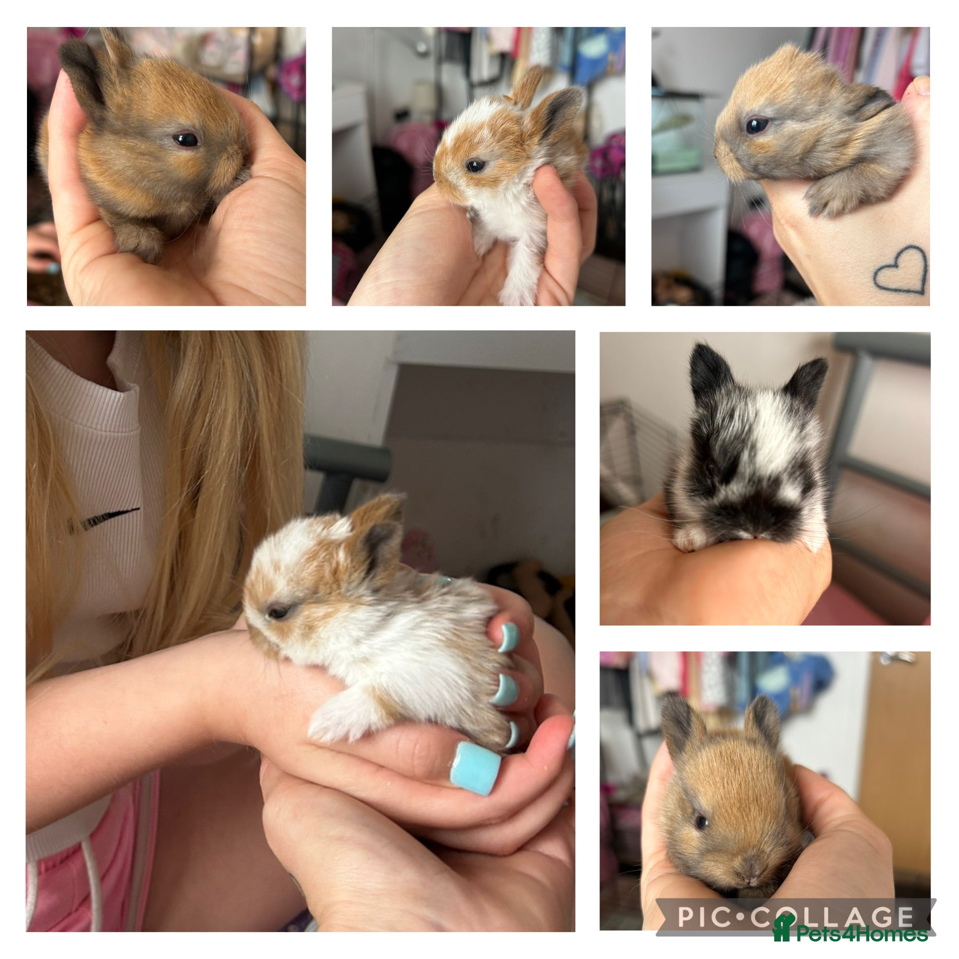 Mixed Breed rabbits Rabbits  - Advert 1