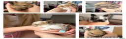 Mixed Breed rabbits for sale: Rabbits  - Advert 1