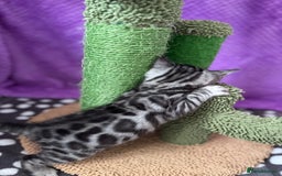 Bengal cats for sale: Stunning Silver Bengal Kittens 😻 - Image 14