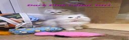 Persian cats for sale: 💖Beautiful Pedigree Chinchilla Persian Kittens.  - Advert 33