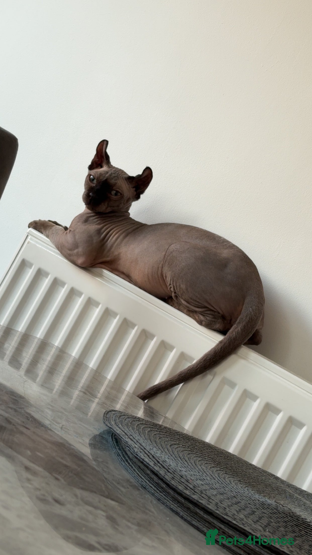 Sphynx cats Sphinx Cat - Advert 1