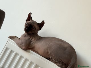 Sphynx cats Sphinx Cat - Advert 1