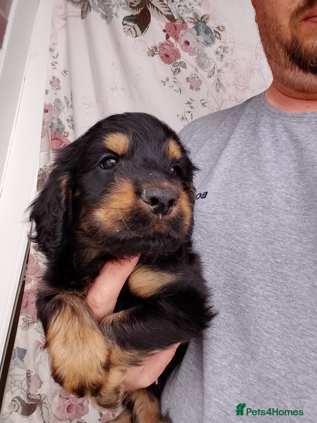 Cockapoo dogs for sale: P.a.r. clear F1 cockapoo - Image 1