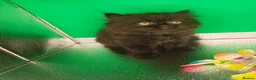 Persian cats for sale: Pure Persian long hair kitten  - Advert 5