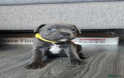 Staffordshire Bull Terrier dogs for sale: Kc Blue staffordshire bull terrier puppies - Image 2