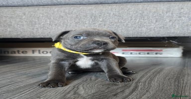 Staffordshire Bull Terrier dogs - Advert 14