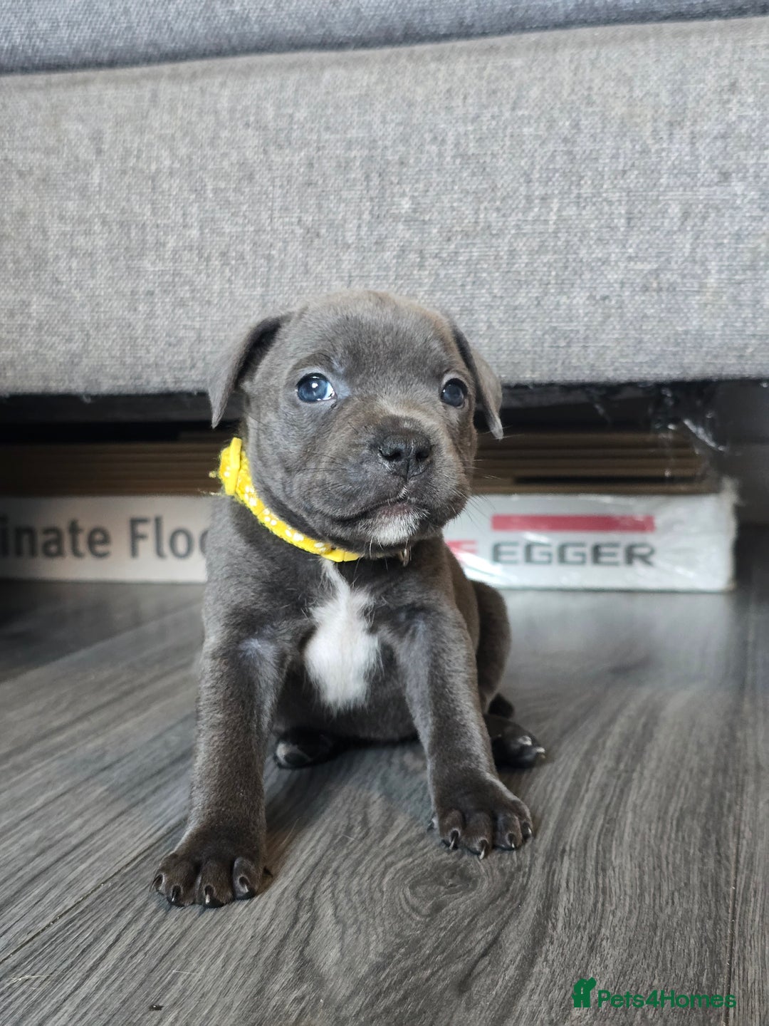 Staffordshire Bull Terrier dogs for sale: Kc Blue staffordshire bull terrier puppies - Image 2