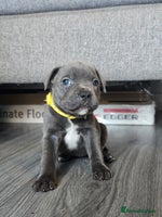 Staffordshire Bull Terrier dogs - Advert 13