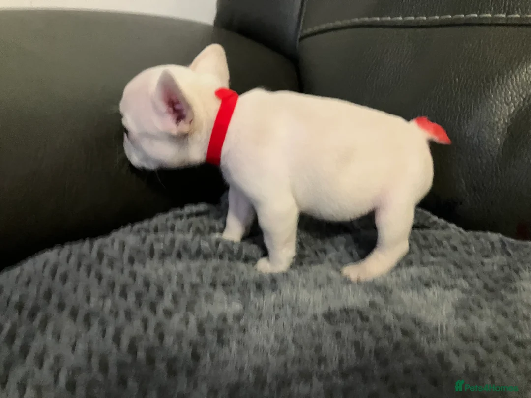 French Bulldog dogs for sale: Ready - Lilac Platinum - Fluffy Carriers - Advert 35