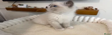 💙