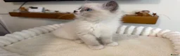 Ragdoll cats for sale: 🌸Extensively health tested Tica Ragdoll kittens🌸 - Advert 2