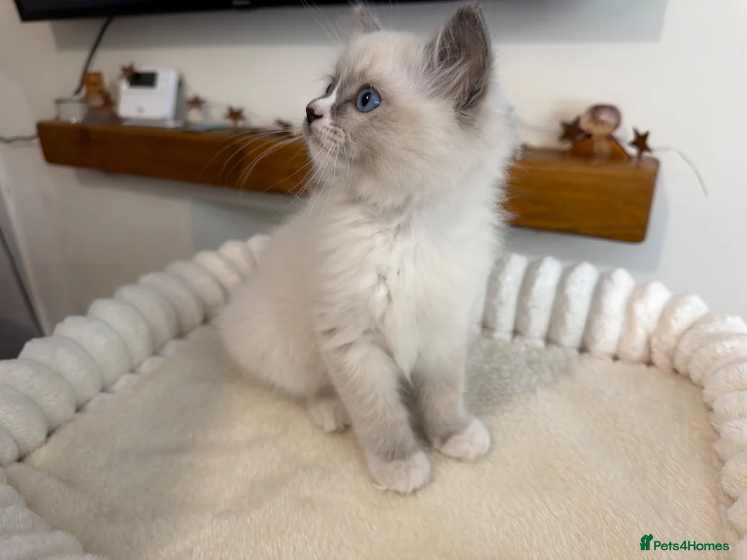 Ragdoll cats for sale: 🌸Extensively health tested Tica Ragdoll kittens🌸 - Advert 2